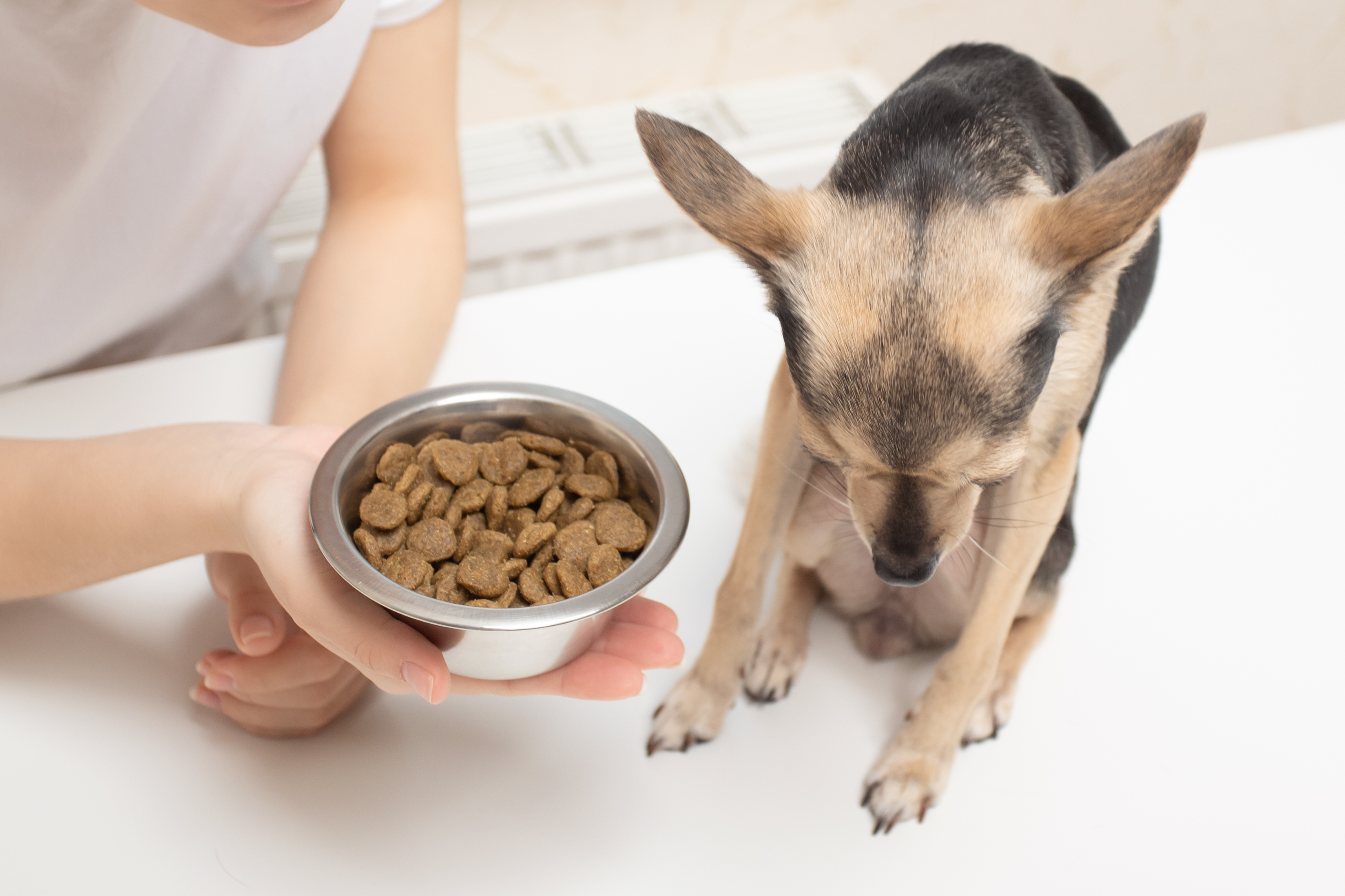 kleiner Hund möchte nichts fressen
