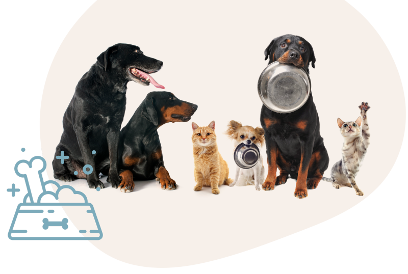 Foto von von 4 Hunden und 2 Katzen