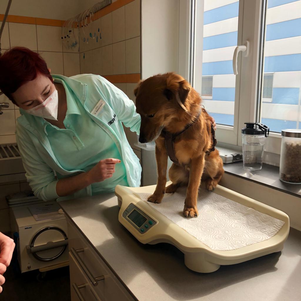 Dr. Stefanie Handl wiegt einen Hund